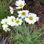 Wild Cosmos