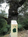 Placa Indicativa De Quercus Pyrenaica