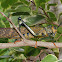 Giant grasshopper
