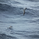 Antarctic Prion