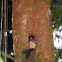 Yellow-crowned Brush-tailed Rat