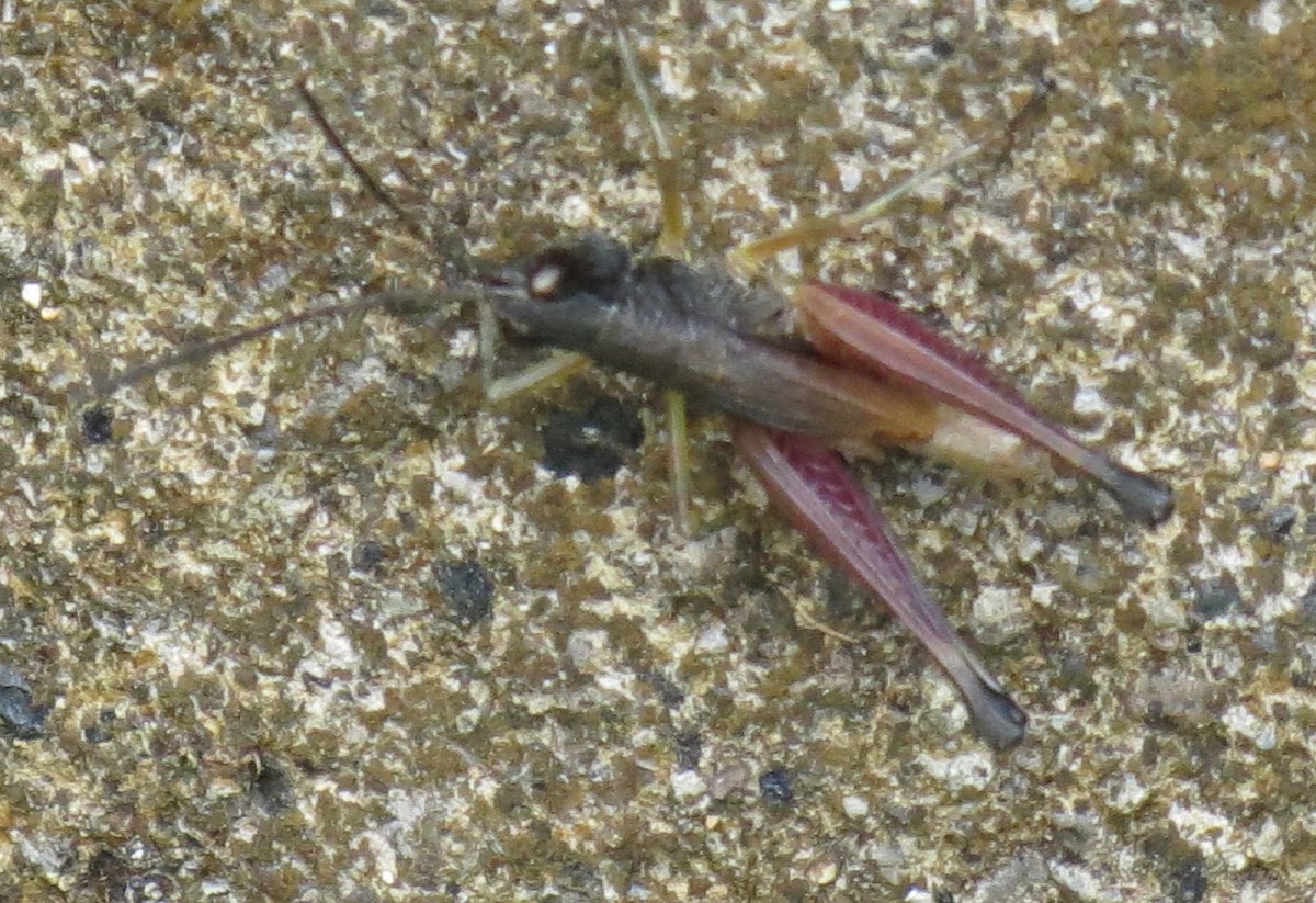Grasshopper