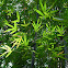 bamboo