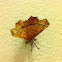 Mariposa