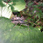 Wheel bugs mating