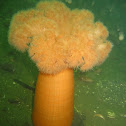Plumose anemone
