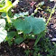 Pumpkin seedling