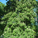 Horsechestnut