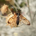 Wasp Moth