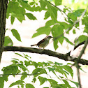 Carolina Wren