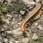 Giant Centipede
