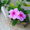 Rose periwinkle