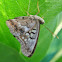 Tawny Emperor Butterfly