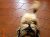 Shih Tzu Busca Novio En Salinas O La Libertad