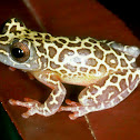 Clown Treefrog