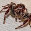Jumping Spider