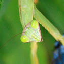 Chinese Mantis
