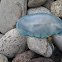 Portuguese Man o´ War