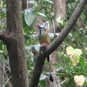 Turquoise-browed Motmot
