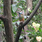 Turquoise-browed Motmot