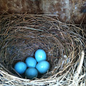 Bluebird eggs