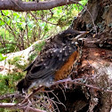 American Robin