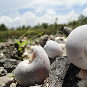 caracol
