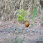 Brazilian Agouti 