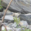 Alaska Marmot