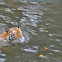 Malayan Tiger
