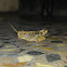 Grasshopper