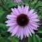 Purple Coneflower