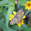 Phaon Crescent Butterfly