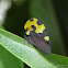 Treehopper