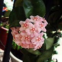 Wax flower