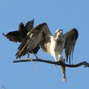 Osprey
