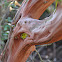Mission Manzanita