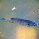 Bluegill