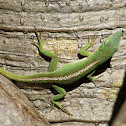 Green Anole