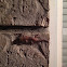 Gecko--Lizard