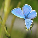 plain blue