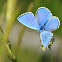 plain blue