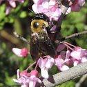 Eastern Carpenter Bee