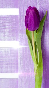 How to mod Purple Tulips Live Wallpaper 3.0 unlimited apk for bluestacks