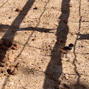 Killdeer (hatchling)