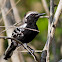 White-fringed Antwren