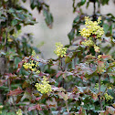 Oregon Grape