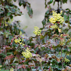 Oregon Grape