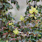 Oregon Grape