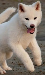 How to get AkitaInu Wallpapers 1.0 apk for bluestacks